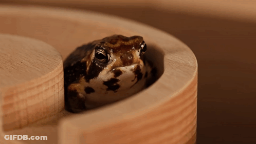 Brown And White Frog Sitting In Wooden Container GIF