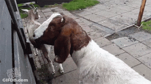 Brown And White Goat Licking Another Goat's Nose GIF