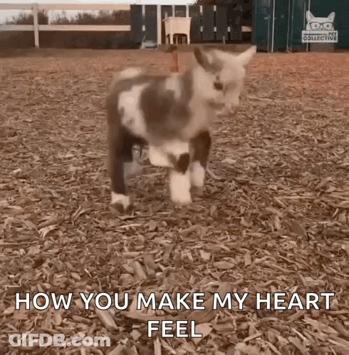 Brown And White Goat Saying How You Make My Heart Feel GIF