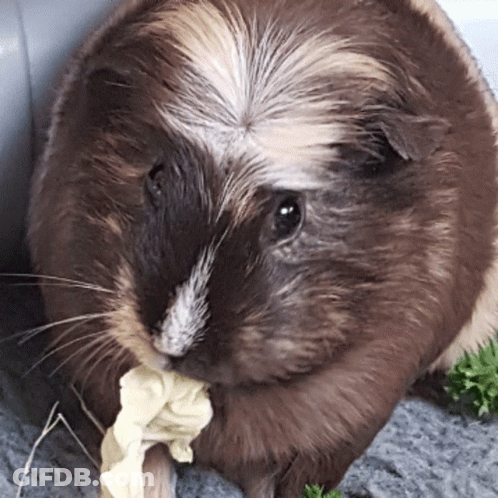 Brown And White Guinea Pig Eating Food GIF