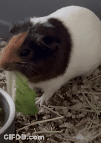 Brown And White Guinea Pig Eating Lettuce GIF