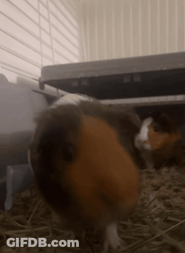 Brown And White Guinea Pig Standing On Hay In Cage GIF