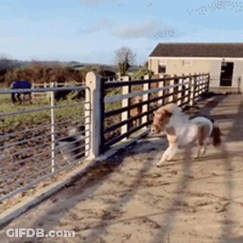 Brown And White Horse Running On Dirt Path GIF