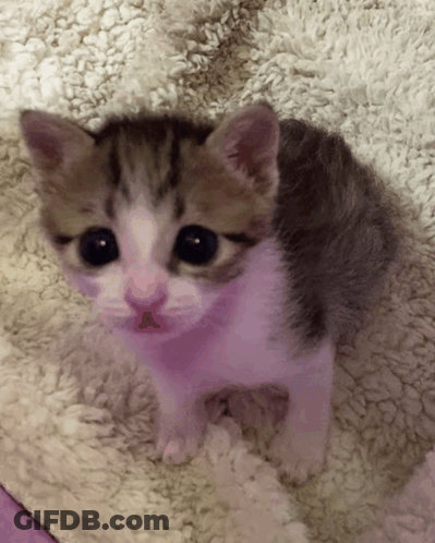 Brown And White Kitten Laying On Blanket GIF