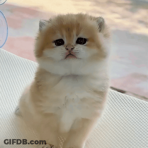 Brown And White Kitten Sitting GIF