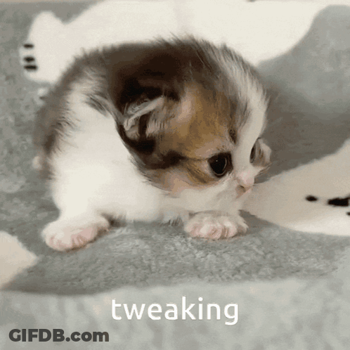 Brown And White Kitten Sitting On Blanket Saying Tweaking GIF