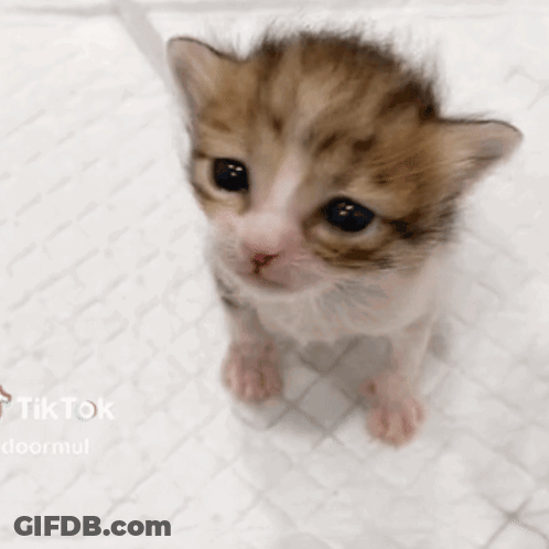 Brown And White Kitten With Mouth Open GIF