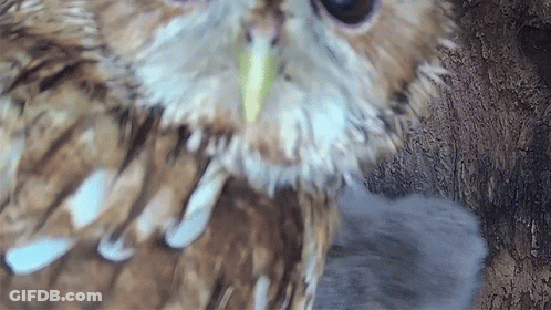 Brown And White Owl With Yellow Beak GIF