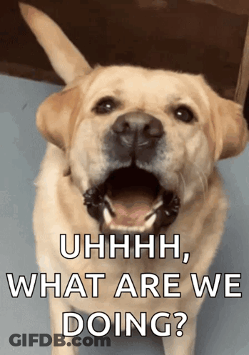 Brown And White Puppies In A Cage GIF