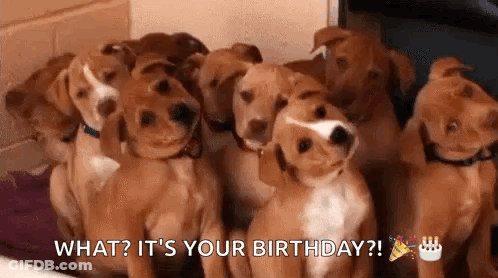 Brown And White Puppies Sitting In Cage GIF