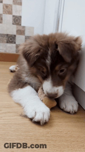 Brown And White Puppy Chewing Stuffed Animal GIF