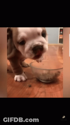 Brown And White Puppy Eating From Bowl GIF