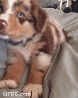 Brown And White Puppy Laying On Bed With Person GIF