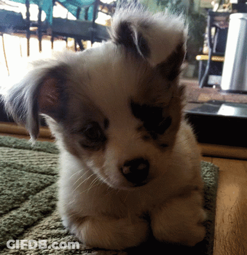 Brown And White Puppy Laying On Rug GIF