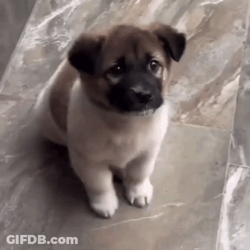 Brown And White Puppy Sitting Looking At Camera GIF