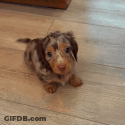 Brown And White Puppy Sitting On Wooden Floor GIF