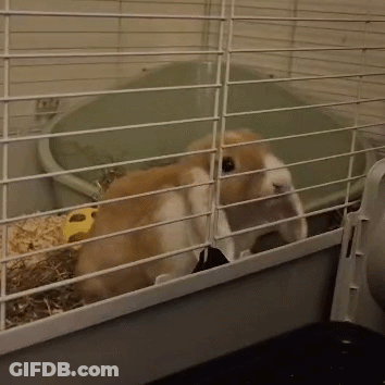 Brown And White Rabbit In Cage With Yellow Ball GIF