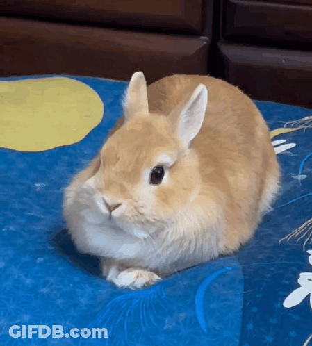 Brown And White Rabbit Lying On Blue Pillow GIF