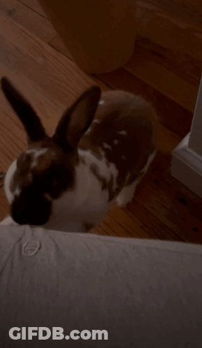 Brown And White Rabbit Lying GIF