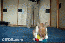 Brown And White Rabbit Playing Ball On Blue Mat GIF