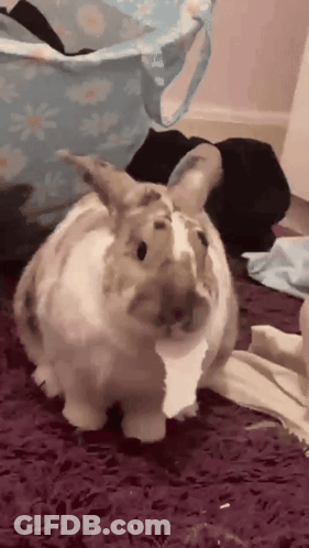 Brown And White Rabbit Sitting On Purple Carpet Next To Laundry Basket GIF