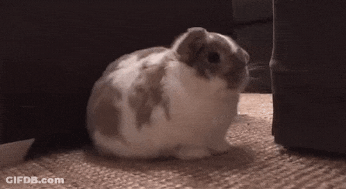 Brown And White Rabbit Sitting GIF