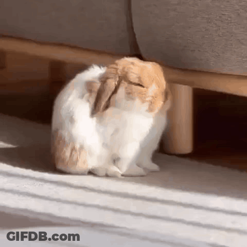 Brown And White Rabbit Sitting Under Couch GIF