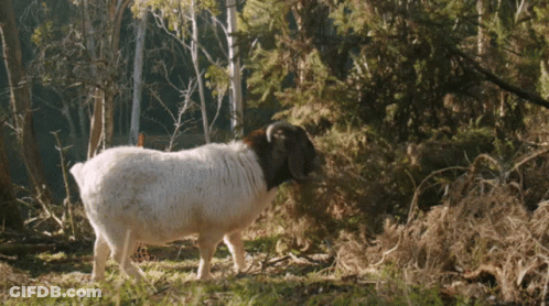 Brown And White Sheep Standing In Field GIF