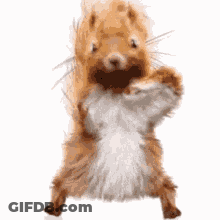 Brown And White Squirrel Standing GIF