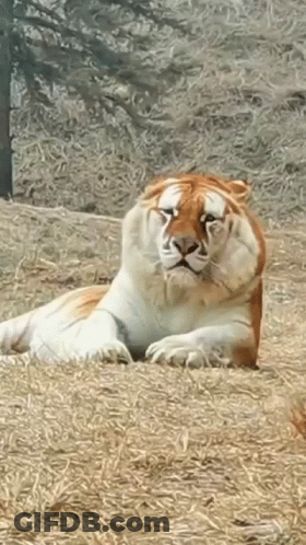 Brown And White Tiger Laying In Grass GIF