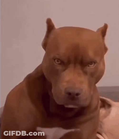 Brown Angry Dog Youll Shoot Your Eye Out GIF