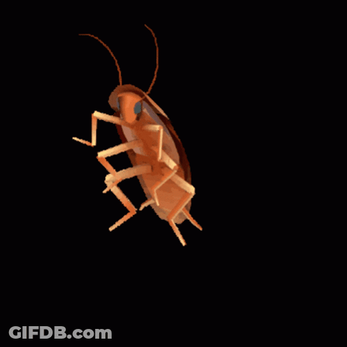 Brown Banded Dancing Cockroach GIF
