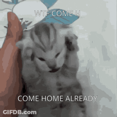 Brown Bear And White Rabbit Come Home Now GIF