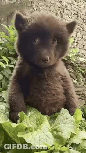 Brown Bear Cub Sitting On Green Leaf GIF
