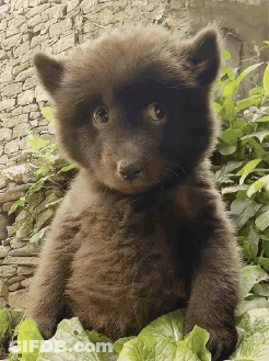Brown Bear Cub Sitting On Leaf GIF