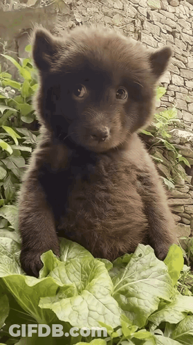Brown Bear Cub Sitting On Lettuce GIF