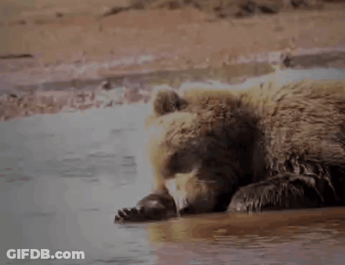 Brown Bear Laying In Water With Paws GIF