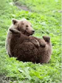 Brown Bear Laying On Back In Green Grass GIF
