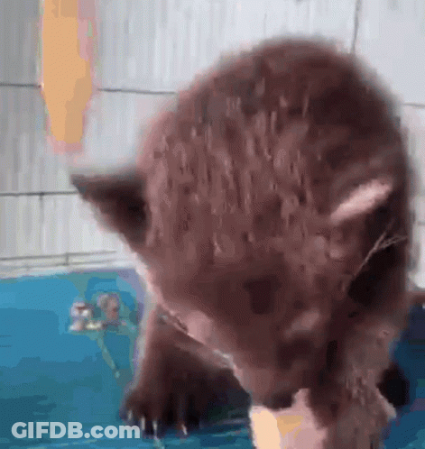 Brown Bear Playing With Toy In Blue Pool GIF