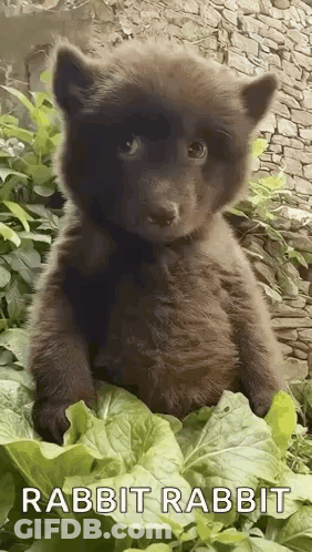 Brown Bear Puppy Sitting On Green Leaf GIF