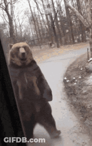 Brown Bear Standing In Front Of Window GIF