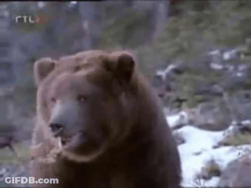 Brown Bear Standing In Snow Looking At Camera GIF