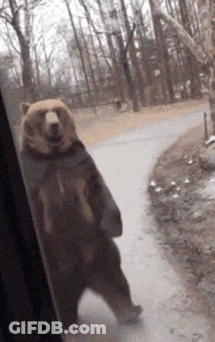 Brown Bear Standing On Hind Legs On Road GIF