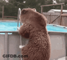 Brown Bear Standing On Ladder GIF