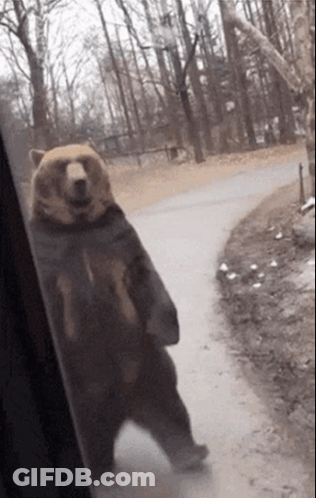 Brown Bear Standing On Road GIF