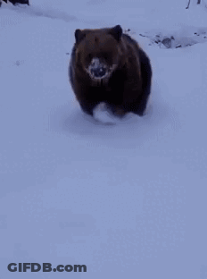 Brown Bear Walking In Snow GIF