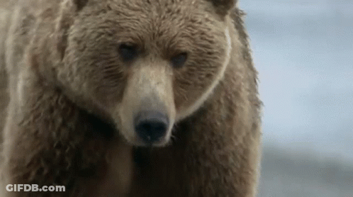 Brown Bear Walking On Snow GIF
