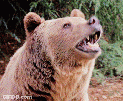 Brown Bear With Mouth Open GIF