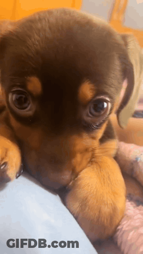 Brown Black Puppy Lying On Lap Looking Camera GIF