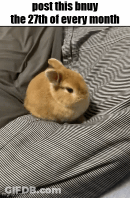 Brown Bunny On Striped Blanket Post This Bnuy The 27Th Of Every Month GIF